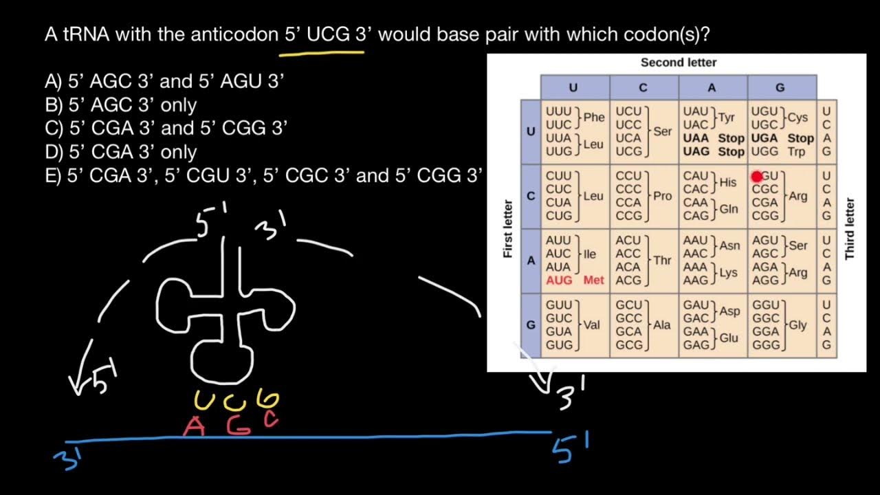 Codon and anticodon - YouTube