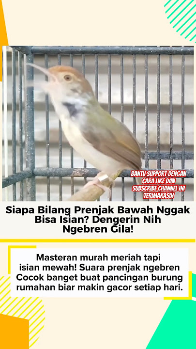 Masteran Murah Meriah Tapi Isian Mewah! Prenjak Ngebren #prenjak #prenjakgacor #masteranburung