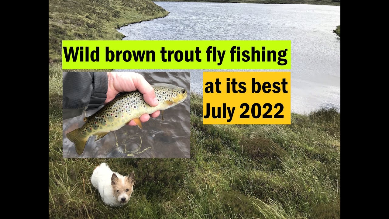 Wild brown trout hill loch fly fishing at its best | July 2022