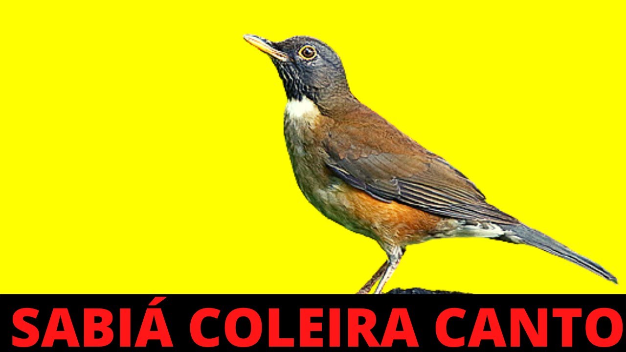 Papa capim cantando livre na natureza #sabia #aves #papacapim #coleiri