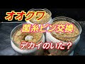 オオクワガタの菌糸ビン交換❗