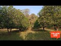 Village Morning Routine|| Village Nature ||#village_vlogs#villagelife #villagevlog#villagelifestyle