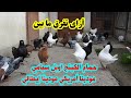 أزاي تعرف تفرق ما بين الحمام الكينج اوبل سيامي المودينا الإيطالي المودينا الأمريكي أزاي تعرف تفرق ما بين الحمام الكينج اوبل سيامي المودينا الإيطالي المودينا الأمريكي