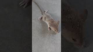 cute ratviral  chuha ashort