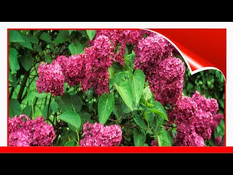 Video: Lilac Varieties (67 Photos): Description Of The Varieties 