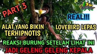 Cara Termudah Menangkap Lovebird Lepas