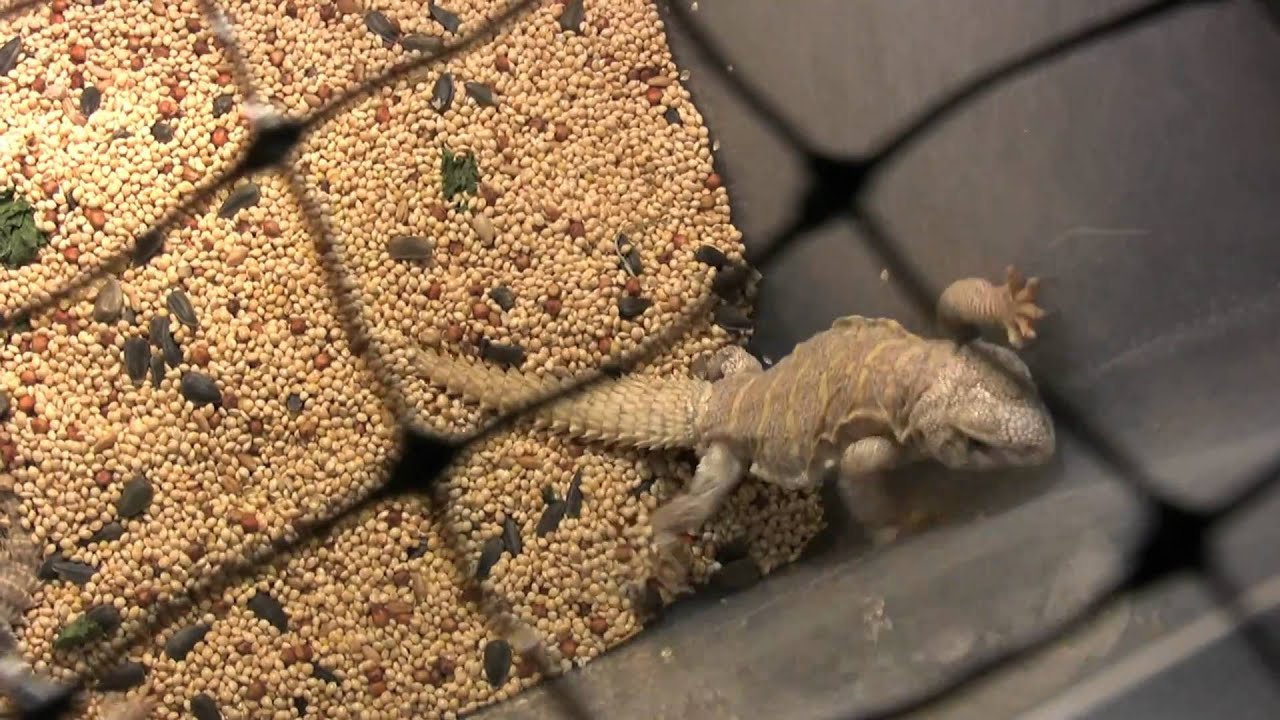 Pomona Fairplex Reptile Super Show 2011! YouTube