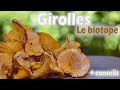 O trouver des girolles  le biotope de la girolle des conseils en plus 