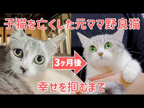 3 Months】From The Stray Cat To The House Cat - YouTube