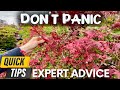 Japanese Maple Tree Expert Explains What May Be Going On With Your Tree