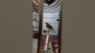 Siberian Blue Robin (SBR) Trorol Belajar Bunyi Plong