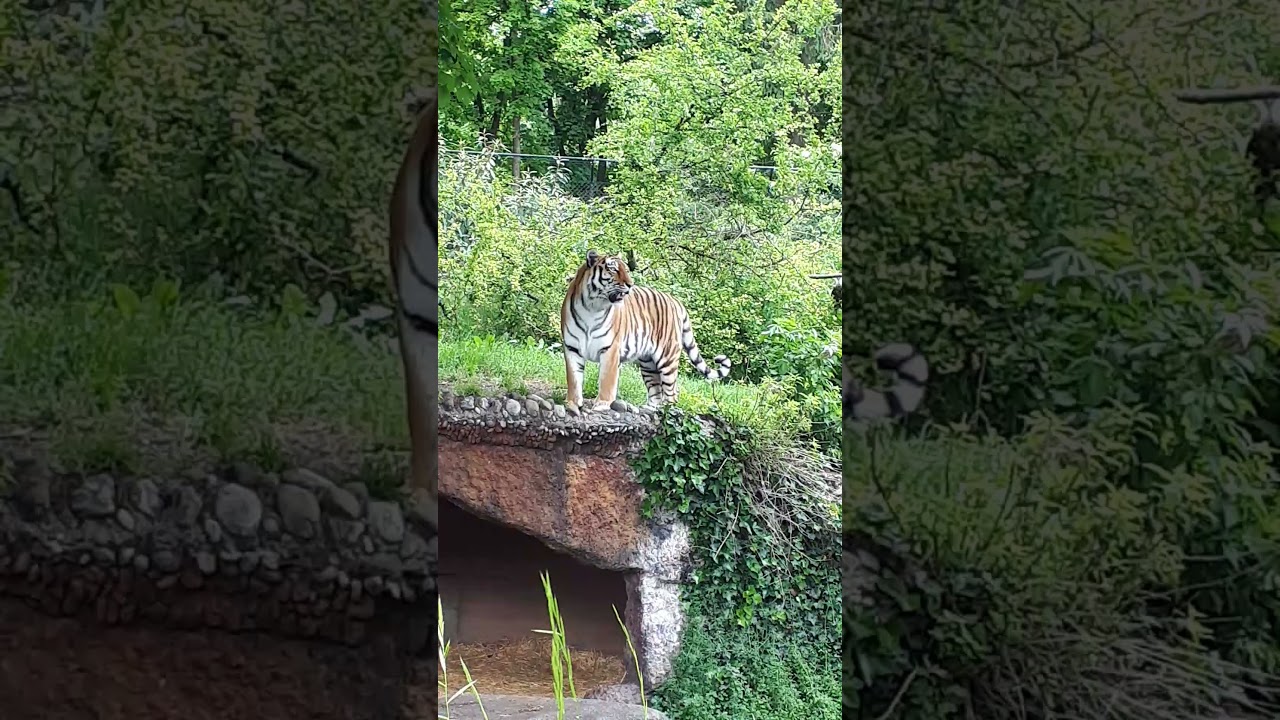 Thalkirchen Zoo Munich Germany 