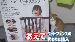 あえてベビーゲートを代用しました。その理由は・・・【スコティシュフォールド】I dared to use the baby gate instead.  The reason is…