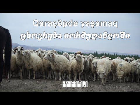 ცხოვრება იორმუღანლოში - Qaraçöpdə yaşamaq