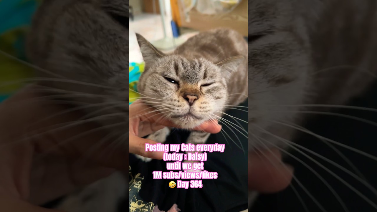 Cat loves chin rub 🥰 