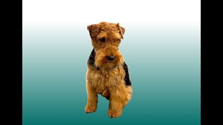 Welsh Terrier Hand Stripping Session