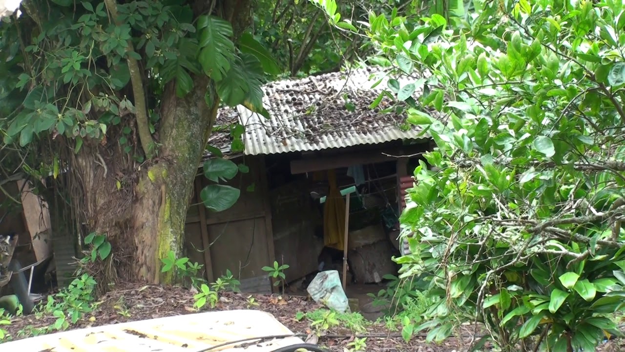 Pitcairn Island Inside(r)Outside(r) Houses in the trees YouTube