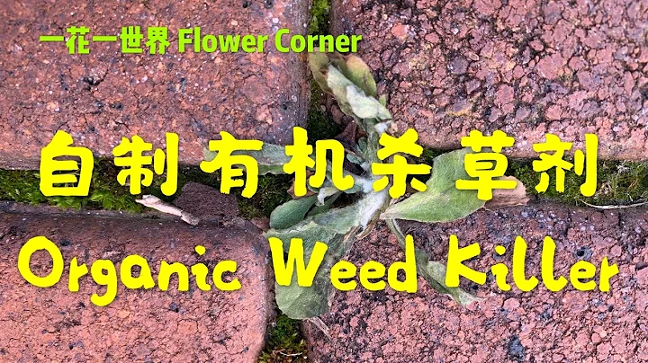 自製有機殺草劑 Organic Weed Killer / Herbicide 26 - 天天要聞