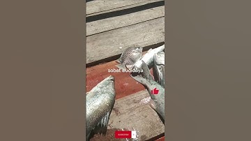 HASIL TANGKAPAN IKAN KAKAP PUTIH DI LAUT PANEN BANYAK