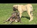 Father & Son English Mastiffs at Dog Park