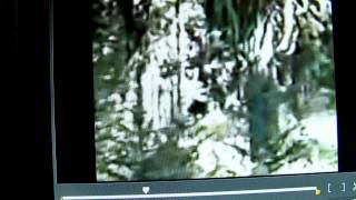 M K Davis looks closely at Paul Freeman's video