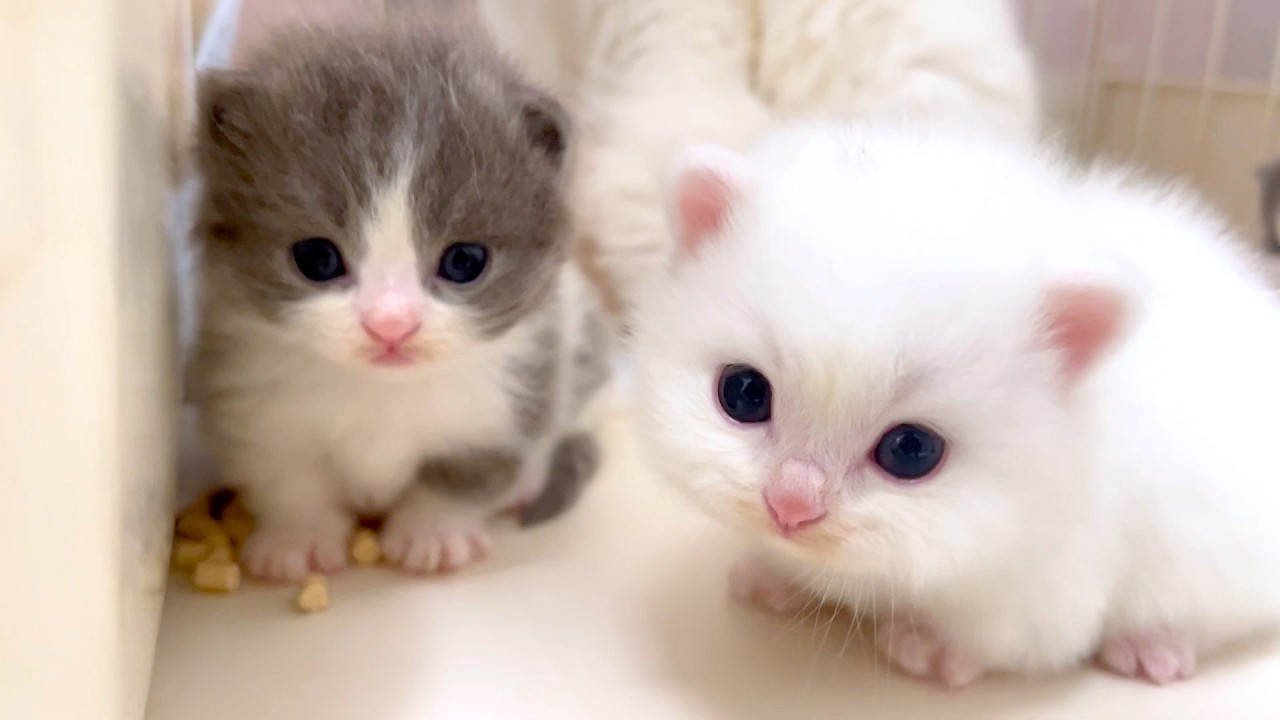 ミミクリーペットマンチカン白猫問題なく動きます マンチカンの子猫】白猫の子猫が目を離すと脱走を企てる件 ～猫のいる