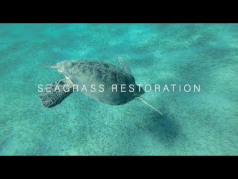 Seagrass Beds: Prairies of the Sea 