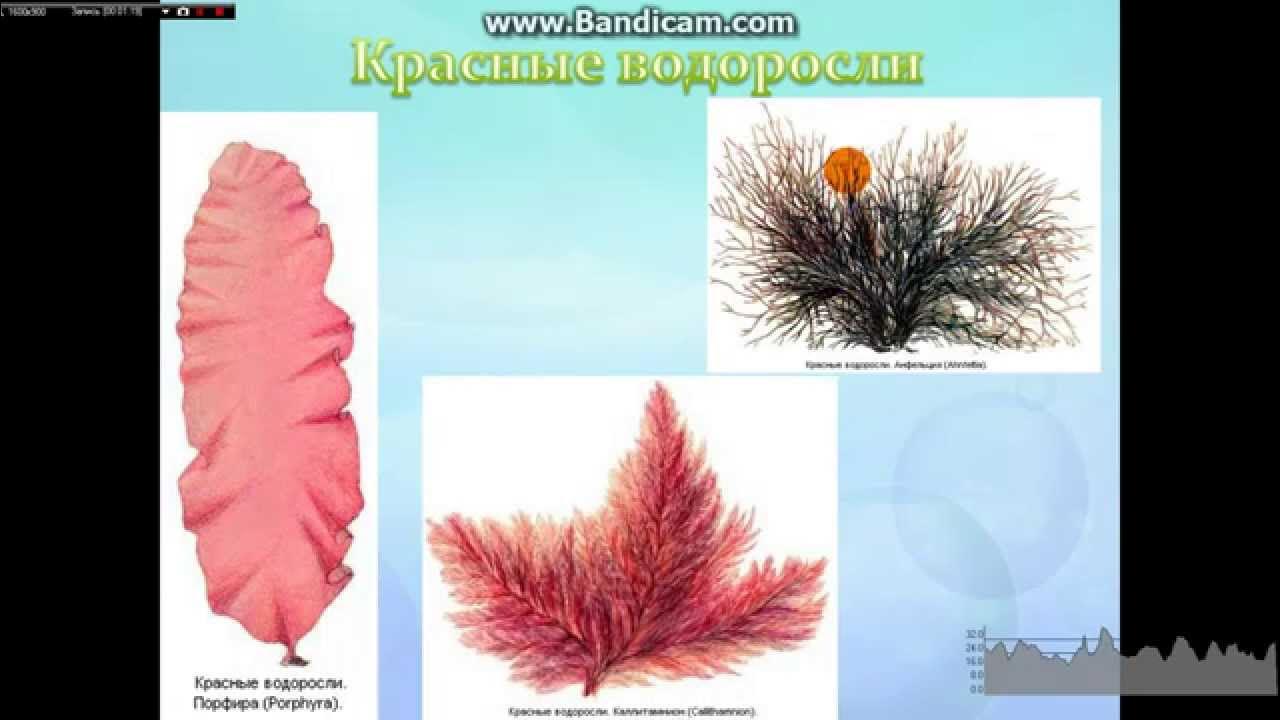 Подцарство красных водорослей багрянки. Красные водоросли багрянки. Красные водоросли характеристика кратко. Презентация красные водоросли багрянки. Красные водоросли багрянки представители.