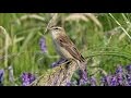 The Sedge Warbler And Its Song The Sedge Warbler And Its Song