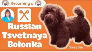 GROOMING a RUSSIAN Tsvetnaya BOLONKA, plus how to make a quick SHOW BOW.