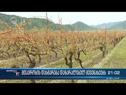 მთავრობის დახმარება დაზარალებულ მევენახეებს