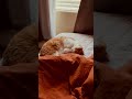 Music Singer Newmusic Song Catvideo Cat Cattime Music Singer Newmusic Song Catvideo Cat Cattime