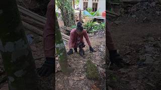Bu Sini Aku Bantu Naik Ll Maam Let Me Help You Up siboni sibona siamoy animals
