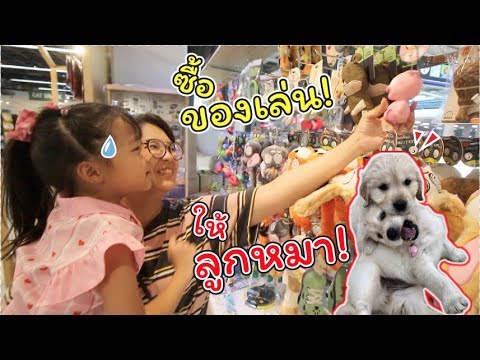 ซื้อของเล่นให้ลูกหมา 2 ตัว | โกลเด้น รีทรีฟเวอร์ | แม่ปูเป้ เฌอแตม Tam Story