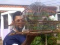 Lolo de Maturin Morichalerito (Campenonsito) Vs Morichalero (Chuzo pico negro)