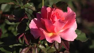 видео: невызревшие побеги у роз в зиму мы не обрезаем, питомник роз полины козловой rozarium.biz картинка: невызревшие побеги у роз в зиму мы не обрезаем, питомник роз полины козловой rozarium.biz