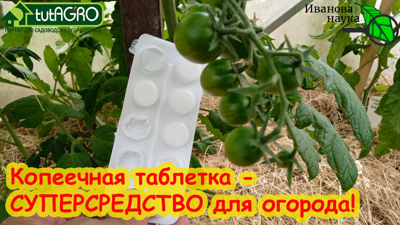 Обработайте этим томаты и оргурцы и забудьте о болезнях! Безопасное аптечное копеечное средство.