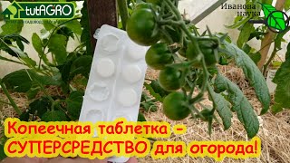 ОБРАБОТАЙТЕ ЭТИМ ТОМАТЫ и ОГУРЦЫ и ЗАБУДЬТЕ О БОЛЕЗНЯХ! Безопасное аптечное копеечное средство.