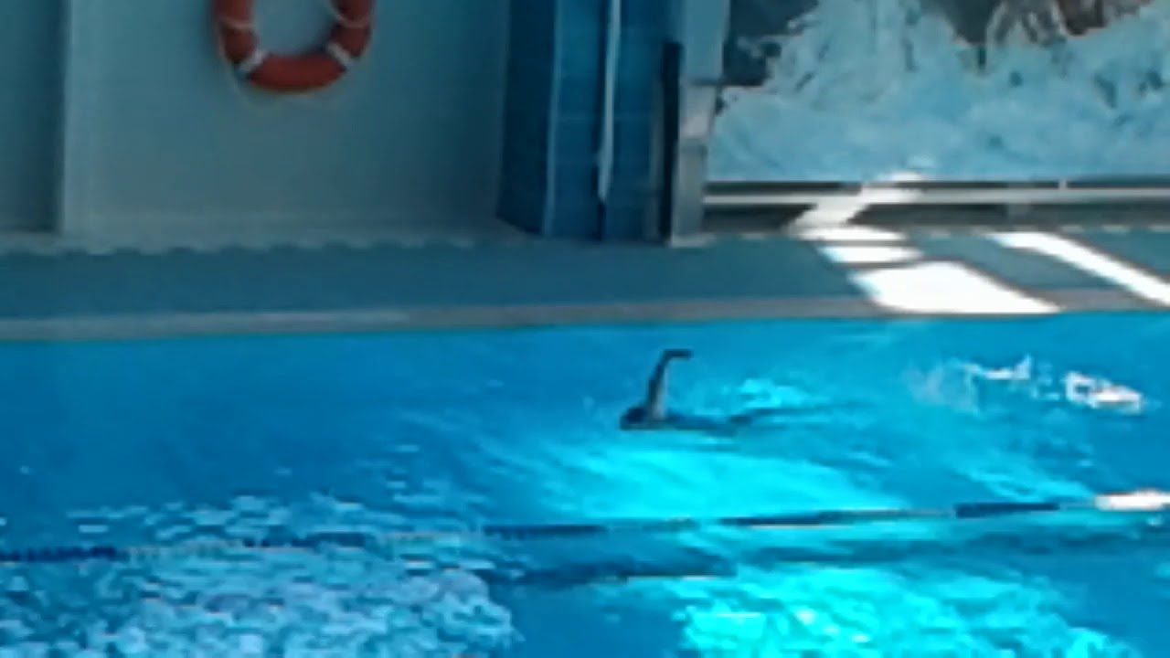 8Рада заплыв на спине 20190424 154952 - YouTube