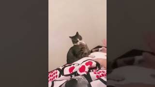 Funny Cat Videos - Cat And Dog Completion Try Not To Laugh Challenge 112