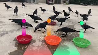 Crow Flock Growling Sounds Ambience কাকের ডাক | Crow Grumbling | The sound of an unhappy crow by Realistic Animal Sounds 160 views 3 months ago 1 minute, 29 seconds