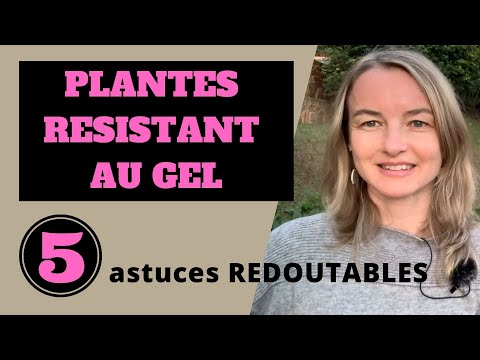 Vidéo: Plantes et gel : utiliser des plantes résistantes au gel dans le jardin
