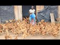 I started with 2 chicken today i have over 10000  success story chicken poultry