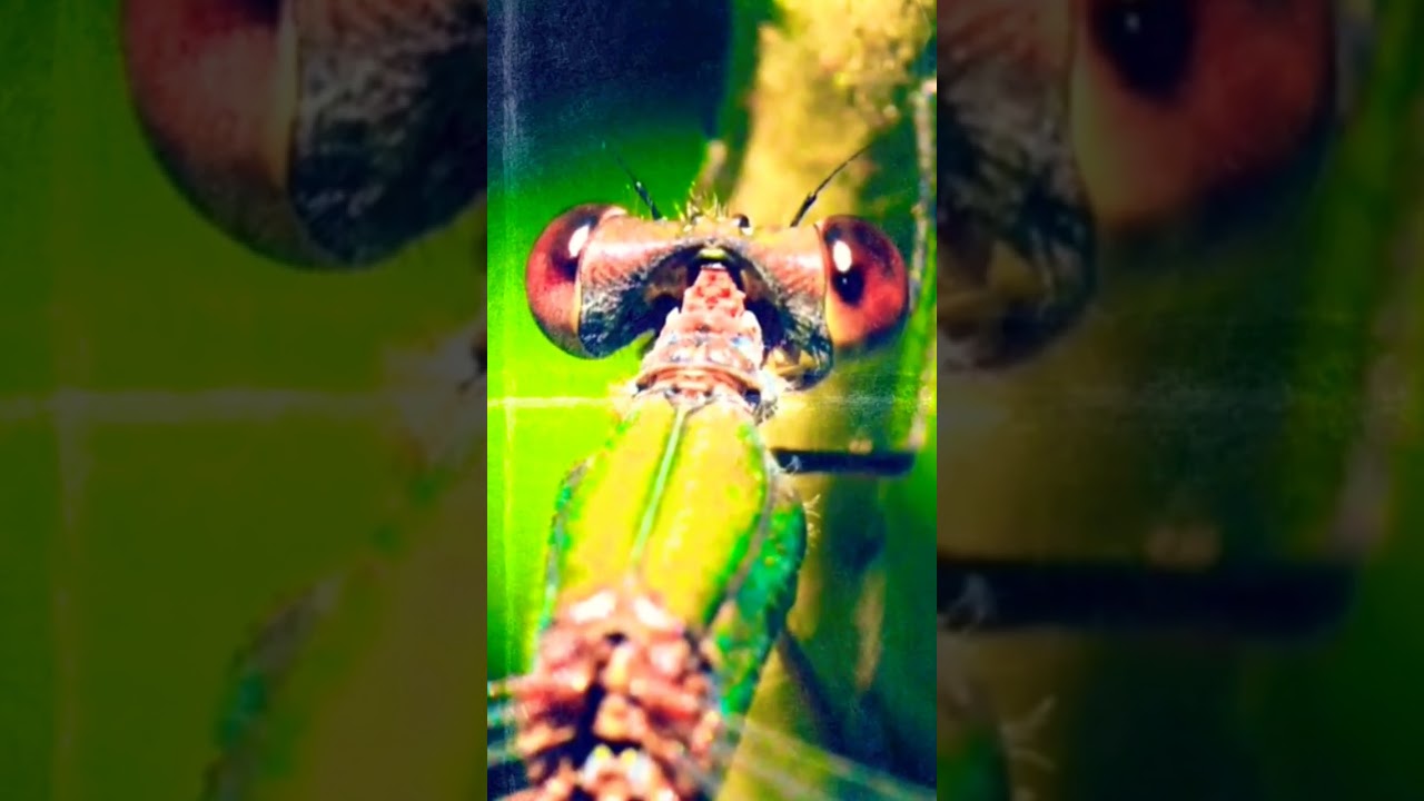 Super STRONG PREDATOR on AIR & Water