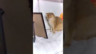 This cat red dot was missing suddenly