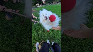 We met an extremely fluffy Samoyed at the park! #samoyed #dog