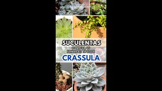 Conheça algumas suculentas do gênero Crassula.