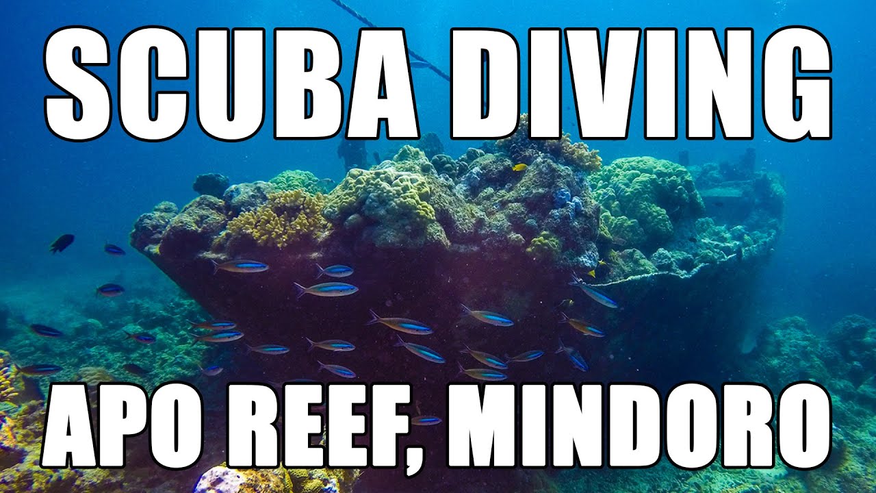 Apo Reef, Occidental Mindoro, Philippines | Diving Philippines | Vlog #2 | MayenTV