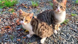 Tabby kittens living on the street play incredibly cute games screenshot 5