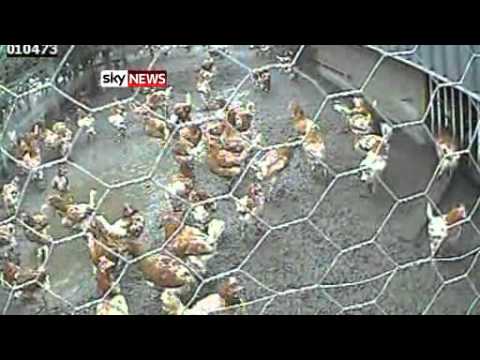 Viva! & Sky News: Happy Eggs Farms Exposed - YouTube